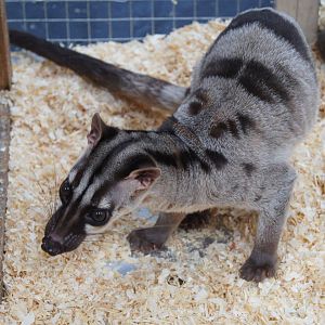 Banded palm civet