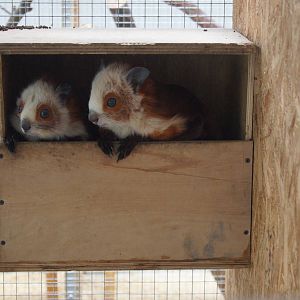 Giant flying squirrel