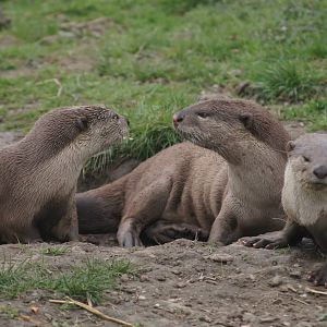 Smooth-coated otter