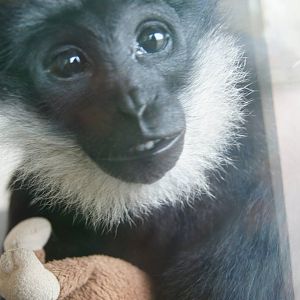 Hand reared hybrid gibbon