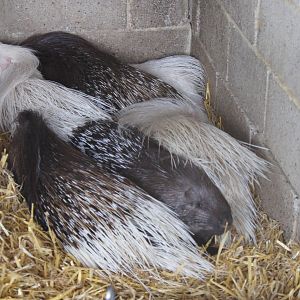 Pile of porcupines