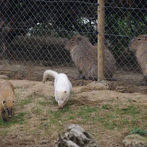 White coati