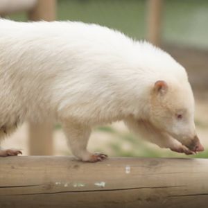 Albino coati