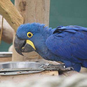 Hyacinth macaw