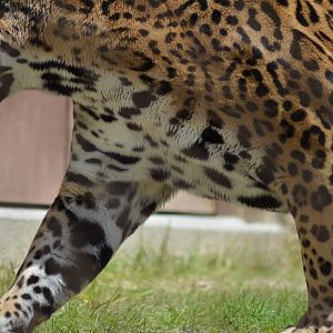 Jaguar