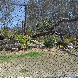 Jaguar Habitat