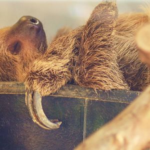 Two-toed Sloth