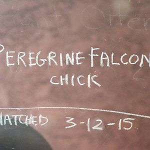 Hatchling Announcement