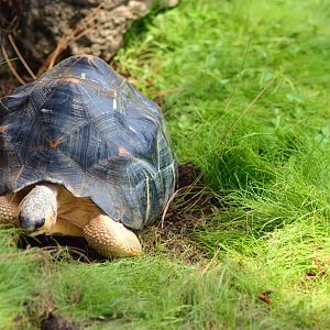 Madagascan Radiated Tortoise