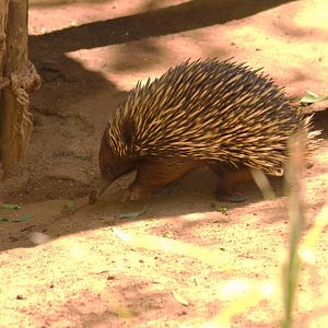 Short-nosed Echidna