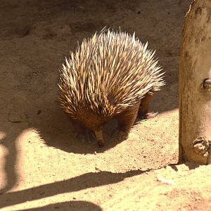 Short-nosed Echidna