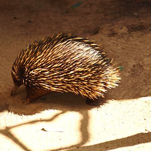 Short-nosed Echidna