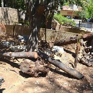 Future Tasmanian Devil Yards