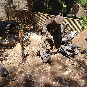 Future Tasmanian Devil Yards