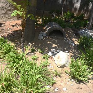 Future Tasmanian Devil Yards