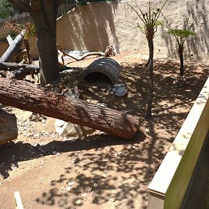 Future Tasmanian Devil Yards