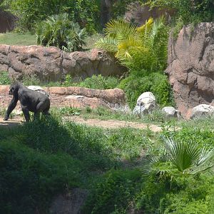 Campo Gorilla Reserve