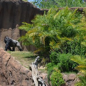Campo Gorilla Reserve