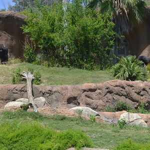 Campo Gorilla Reserve