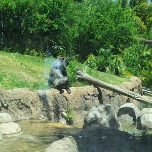 Campo Gorilla Reserve