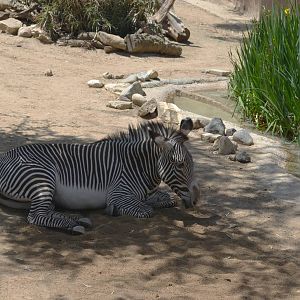 Grevys Zebra