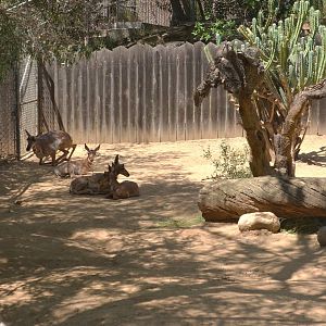 Peninsular Pronghorns