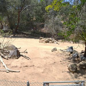 Peninsular Pronghorn Yard