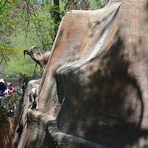 Desert Bighorn Sheep