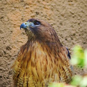 Red-tailed Hawk