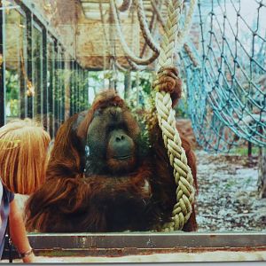 Orangutan, Rajang, July 2000