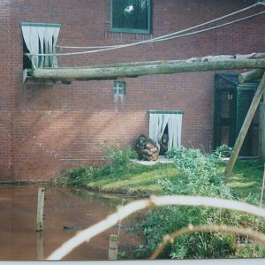 Bornean orangutans, March 2002