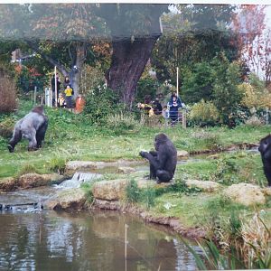 Gorillas, October 1999