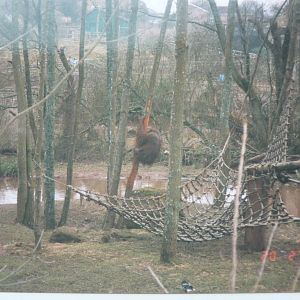 Bornean Orangutan, February 2003