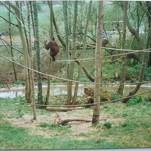 Bornean Orangutan, April 1999