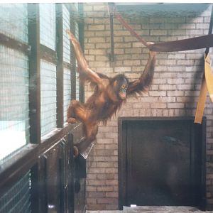 Bornean Orangutan, July 2000