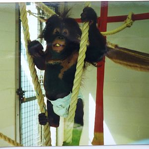 Bornean orangutan, July 2000