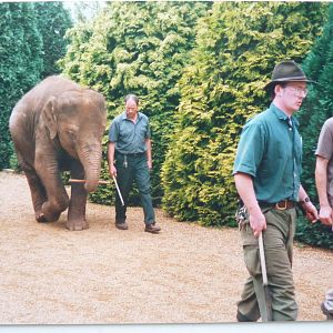 Asian Elephant, July 2000