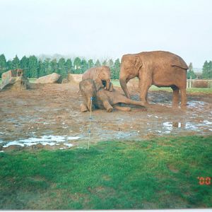 Asian Elephants, January 2000