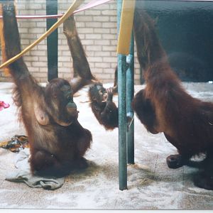 Bornean orangutans, July 2000
