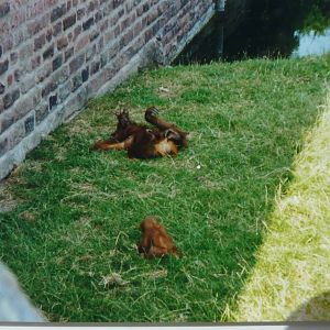 Orangutans, July 1999