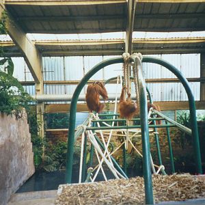 Orangutans, July 1999