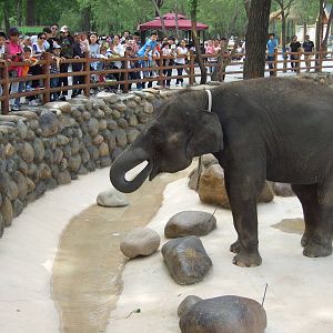 Asian elephant