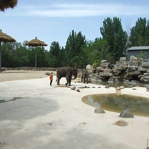 Asian elephant
