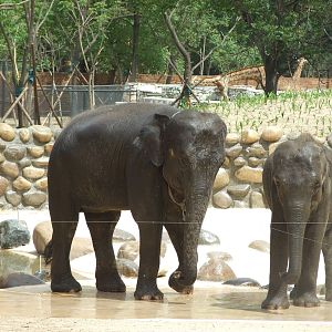 Asian elephant