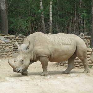 White rhino