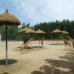 South African giraffe