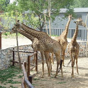 South African giraffe