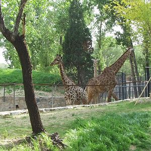 What's the subspecies of the left one