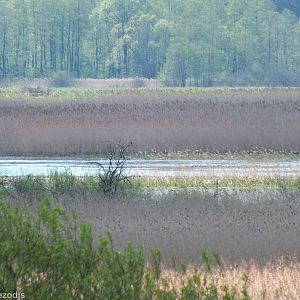 View over Marsh - Biebrza Marshes