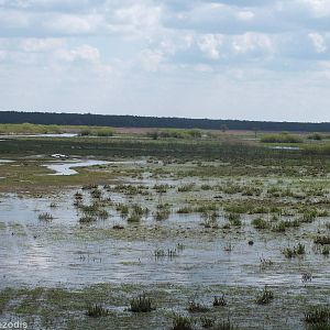 View over Marsh - Biebrza Marshes